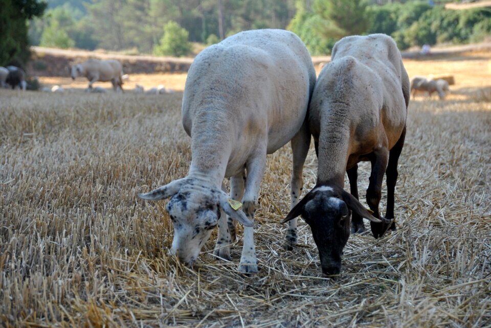 Flock farm animal photo