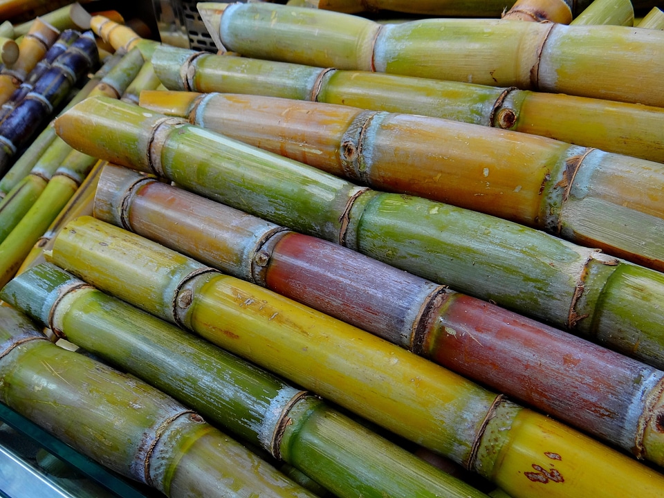 Sugar cane harvest sugar production food