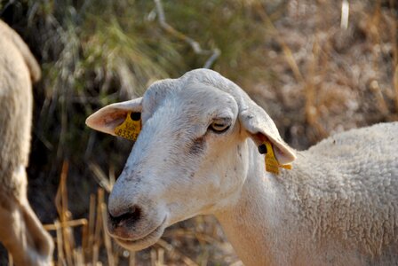 Flock farm animal
