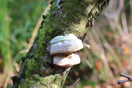 Log mushrooms on tree baumschwamm