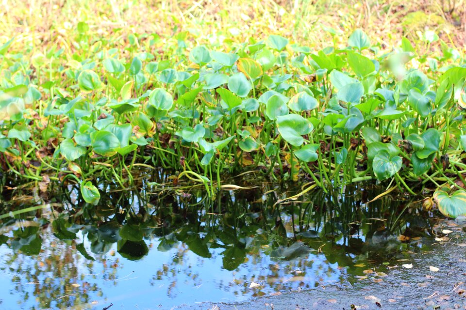 Nature wetland moorland