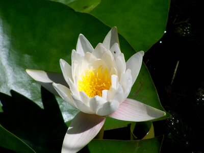 Fairy rose white lake rose lake