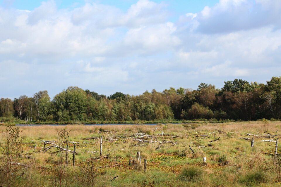Landscape swamp nature reserve