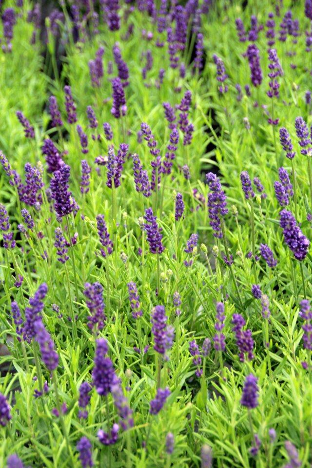 Blossom bloom purple photo