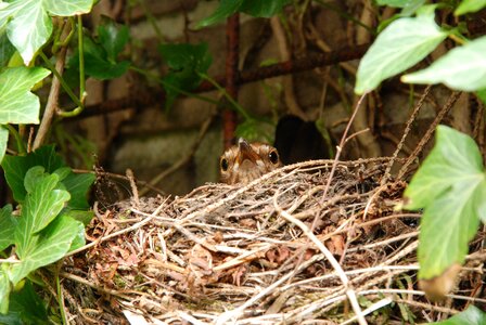 Hatch bird's nest eggs photo