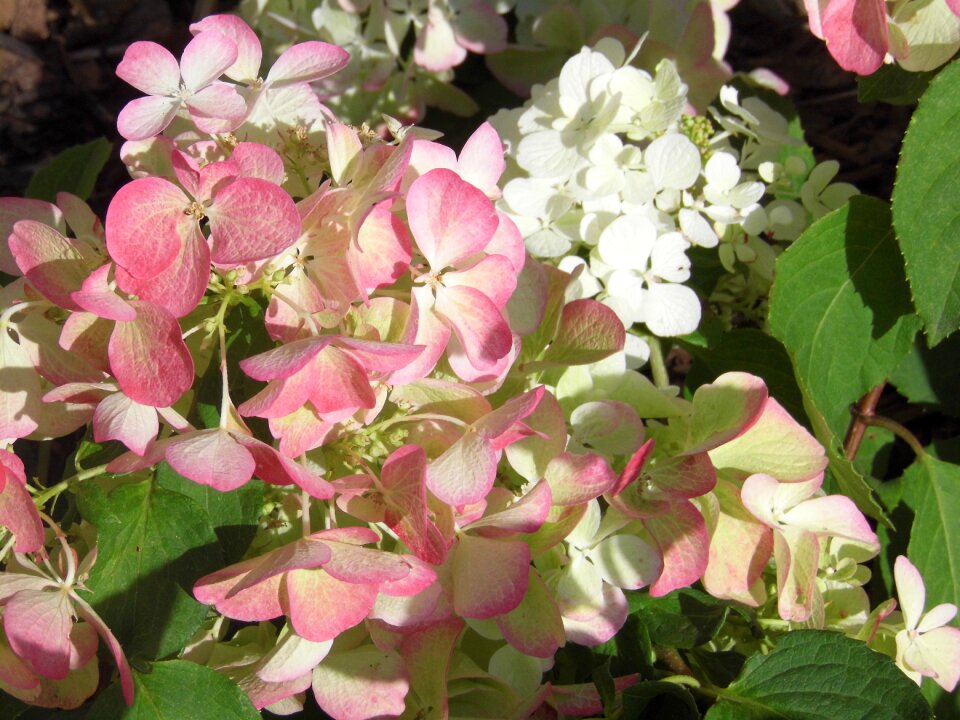 Hydrangea flowers white pink photo