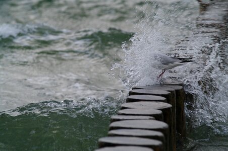 Web water distant photo