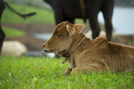 Feeding cow mother photo