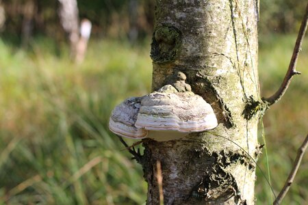 Mushrooms on tree baumschwamm nature