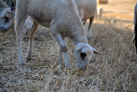 Flock farm animal photo