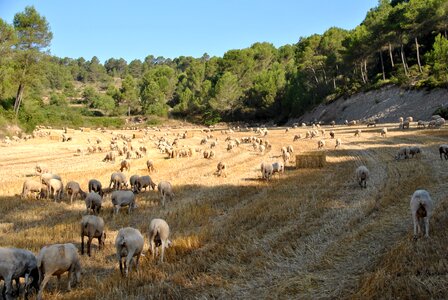 Flock farm animal photo