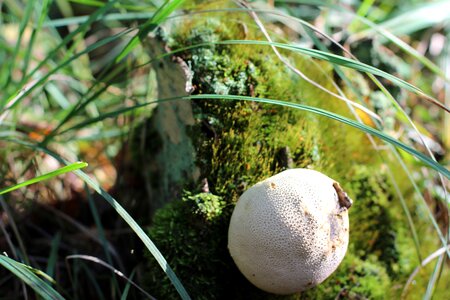 Mushroom forest mushroom forest floor