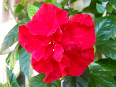 Hibiscus chinese hollyhock room plant