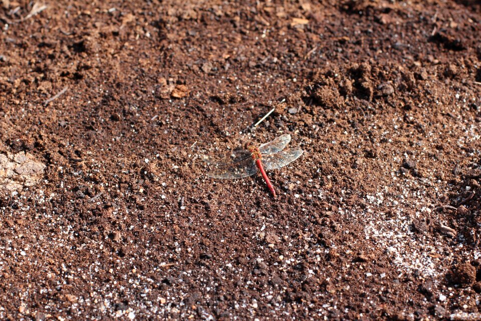 Dragonfly brown peat