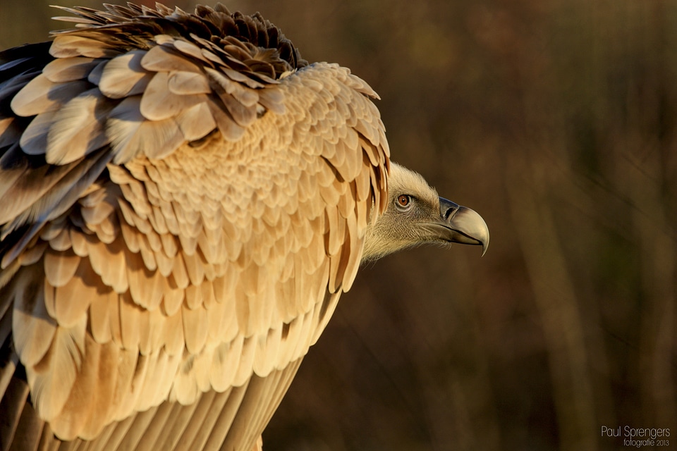 Griffon vulture birds of prey beak