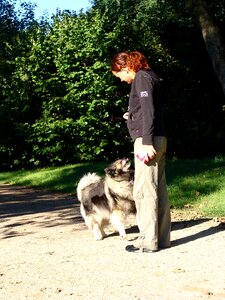 Keeshond dog breed teaching photo