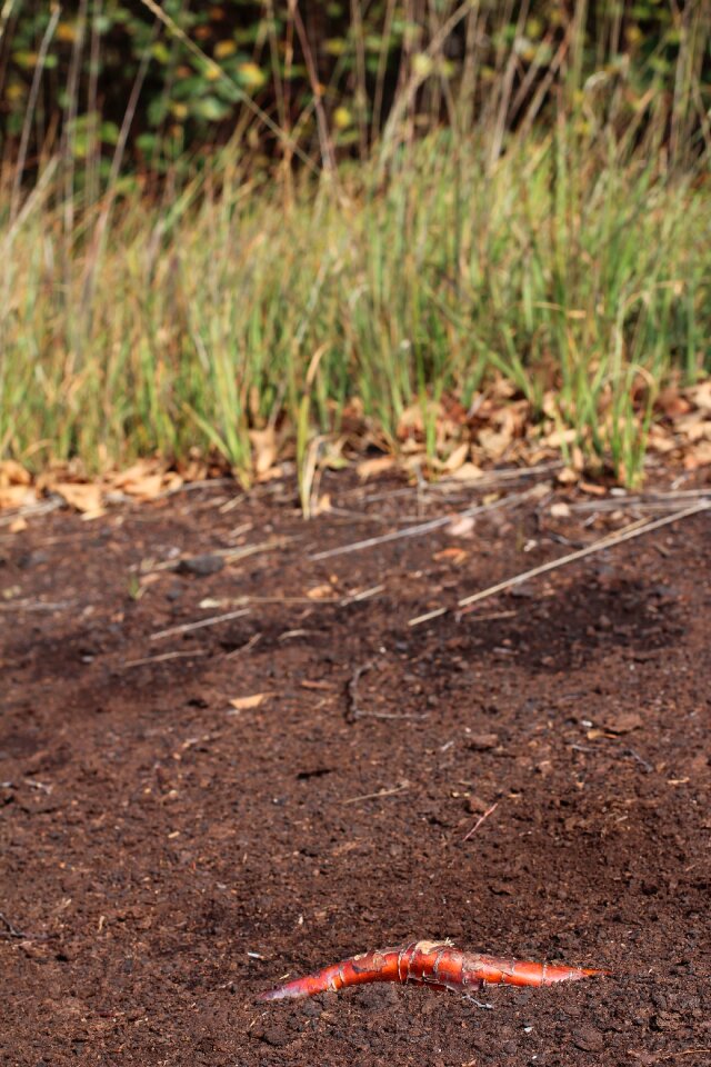 Ground earth nature