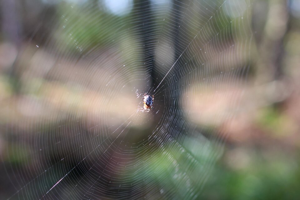 Web close up forest