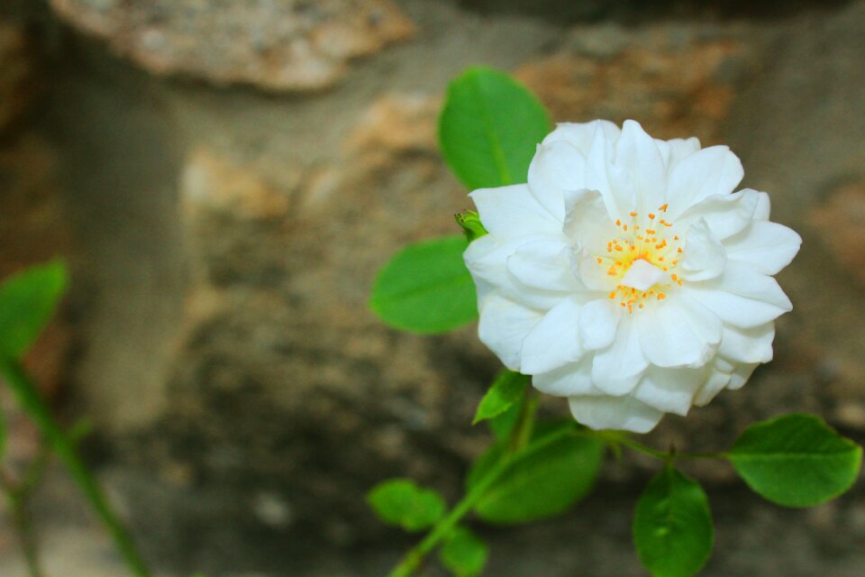 Garden beauty plants