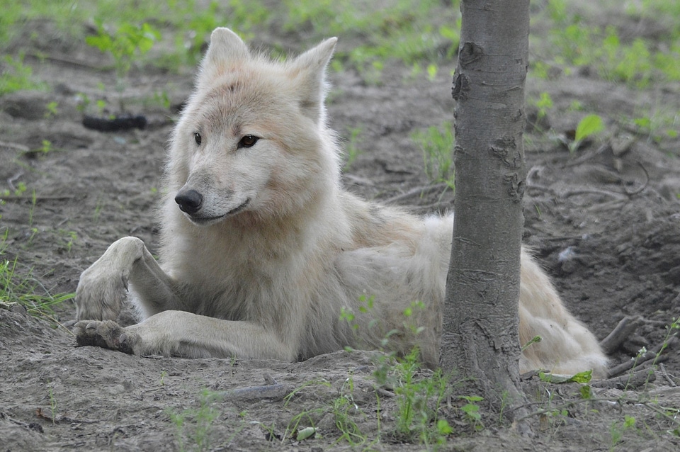 Canis carnivore animal