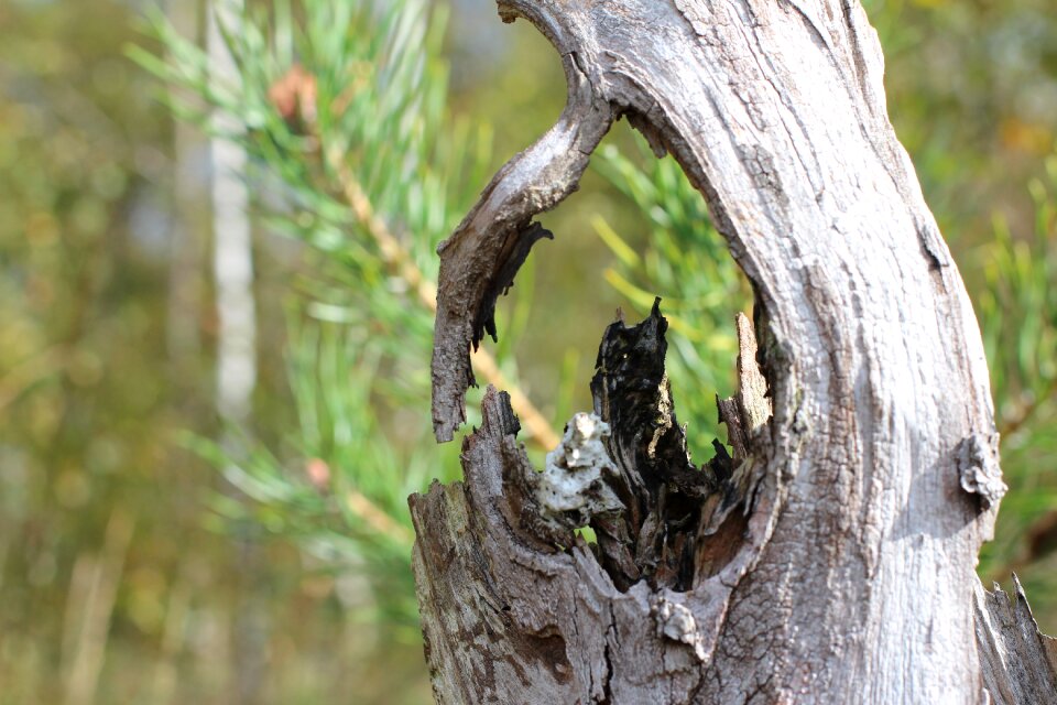 Tree stump dead plant wood