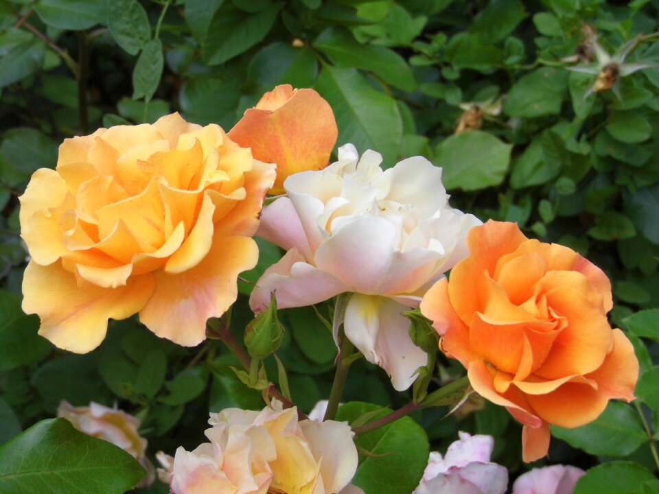 Orange flora pastel