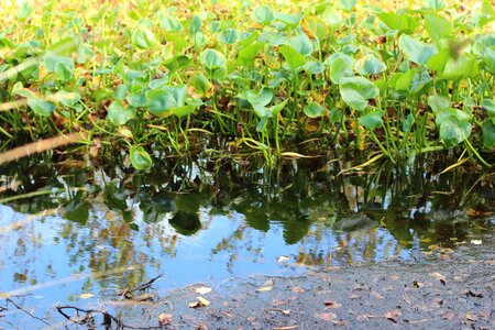 Nature wetland moorland