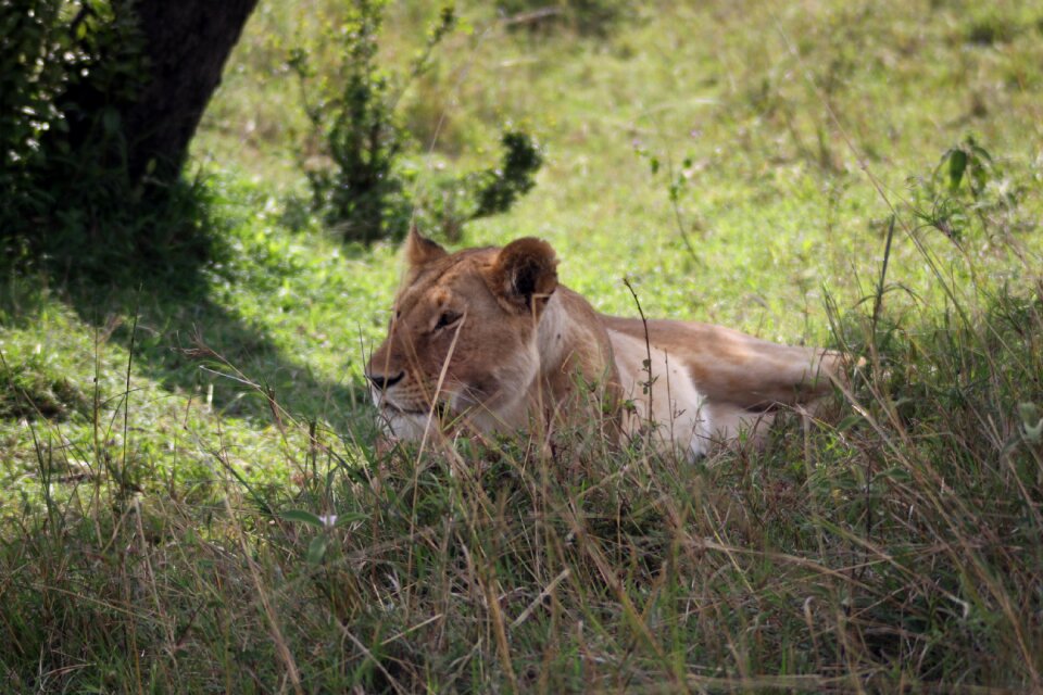 Afternoon rest lioness siesta