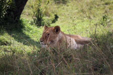 Afternoon rest lioness siesta