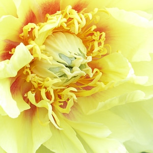 Flowers spring peony