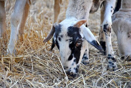 Flock farm animal photo