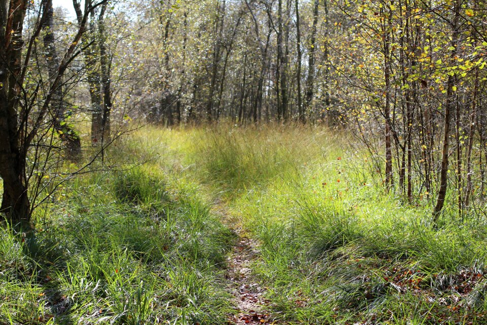 Grass nature trees