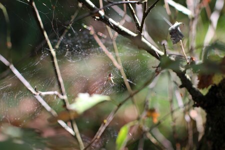 Spider cobweb close up