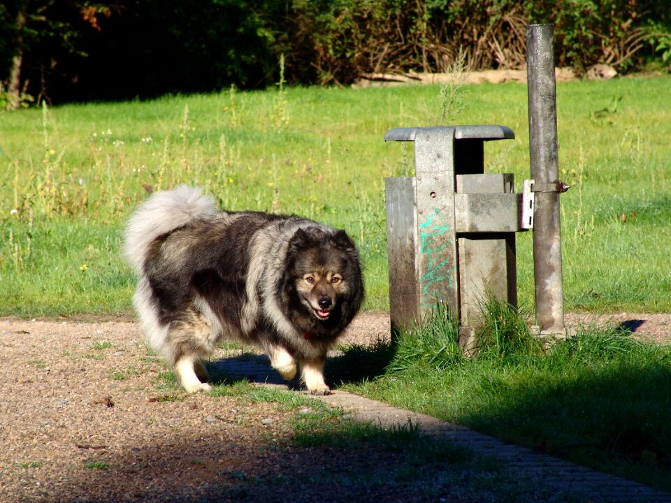 Dog race pointed