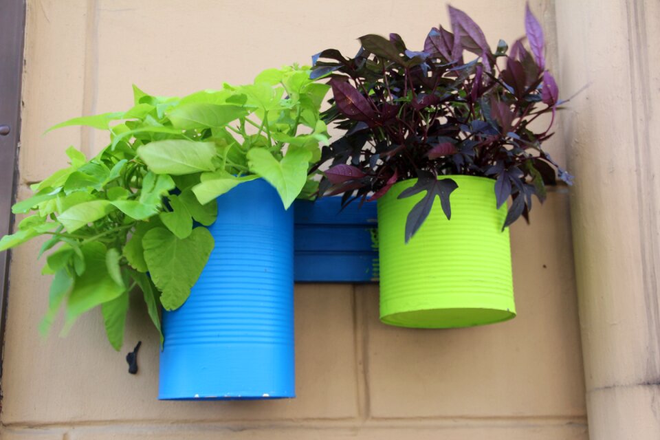 Blue decoration planting