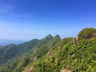 Forest green view