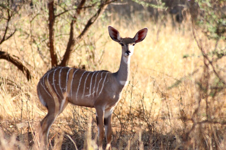 Antelope big ears cooling