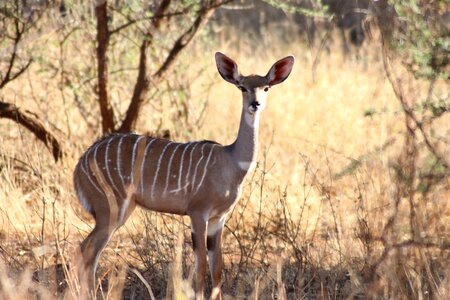 Antelope big ears cooling