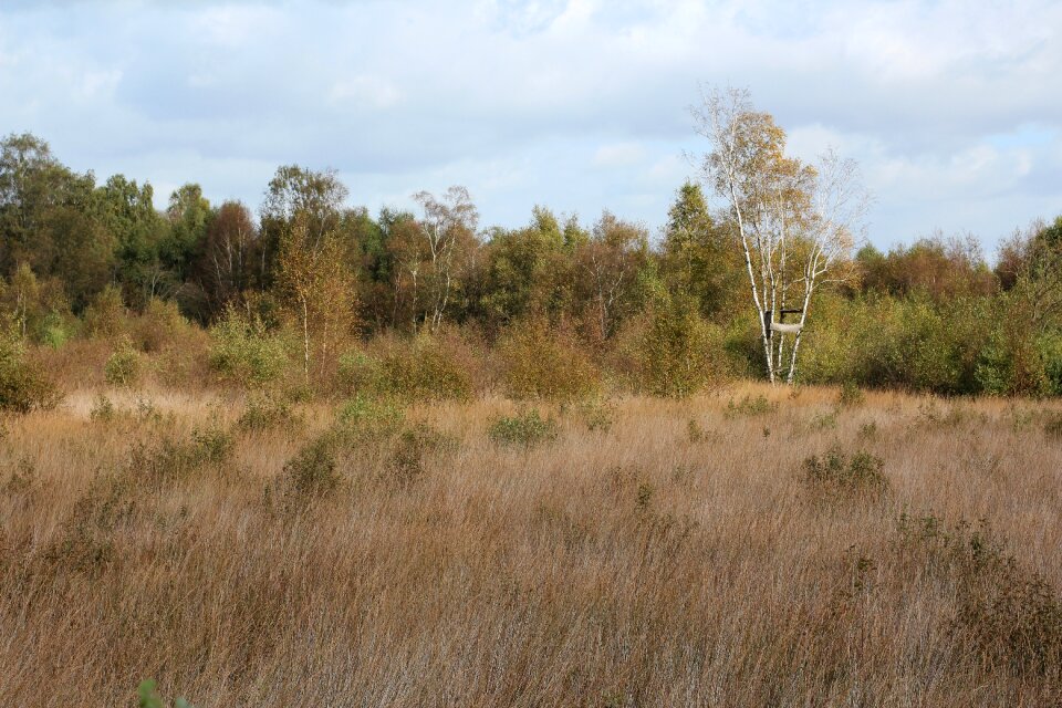 Forest meadow mood