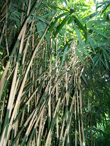 Leaves asia green