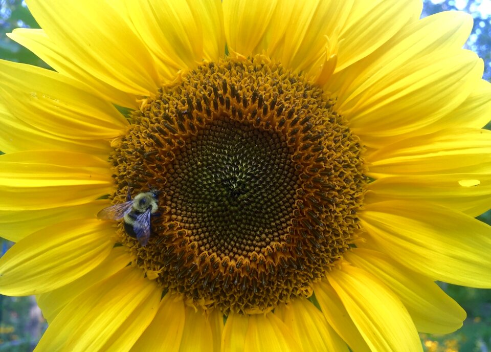 Summer insect bee