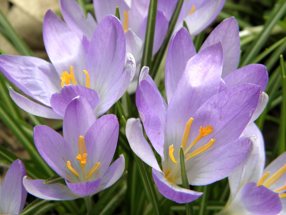 Spring bloom flower