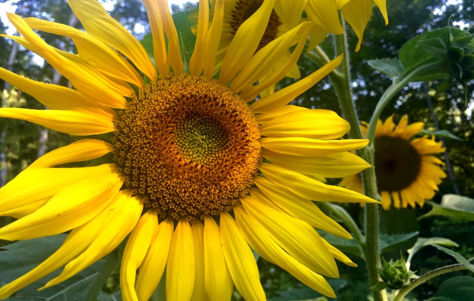Summer yellow nature