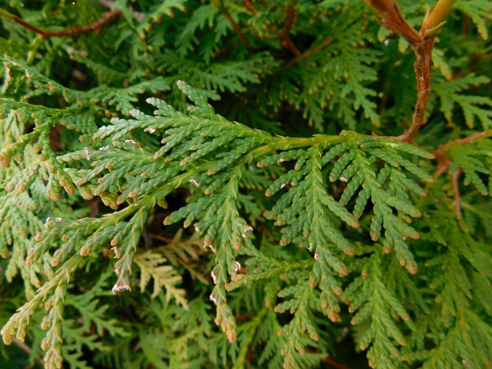 Tree leaves green plant