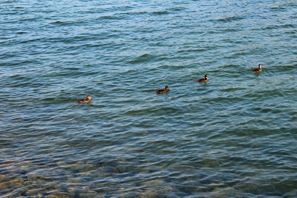 Line bird nature