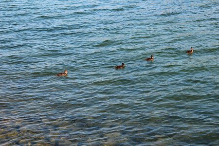 Line bird nature