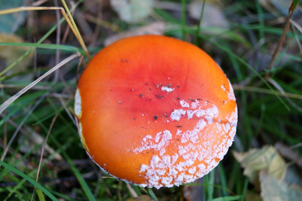 Toxic macro mushrooms