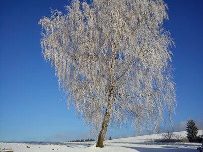Tree winter frost photo