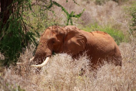 Elephant boy acacia maverick