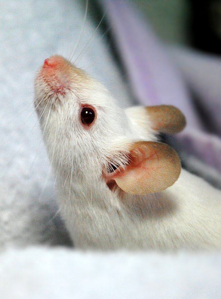 Animal mouse home rodent
